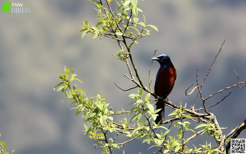 Perching Birds